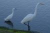 Snowy & Great Egret